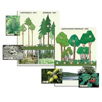 Гербарий фотографический "Растительные сообщества. Лес" (раздаточный) - «globural.ru» - Иркутск