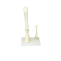 Модель "Скелет конечностей лошади и овцы" (на подставке) - «globural.ru» - Иркутск