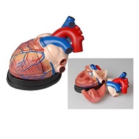 Модель сердца в разрезе (демонстрационная) - «globural.ru» - Иркутск