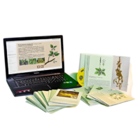 Гербарий натурально-интерактивный "Дикорастущие растения" - «globural.ru» - Иркутск