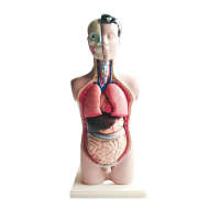 Торс человека разборный - «globural.ru» - Иркутск