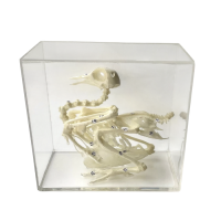 Комплект скелетов различных классов животных - «globural.ru» - Иркутск