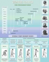 Стенд "Эволюция человека" (вариант 1) - «globural.ru» - Иркутск