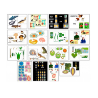 Комплект моделей-аппликаций демонстрационный - «globural.ru» - Иркутск