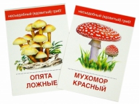 Раздаточные карточки "Грибы съедобные и не съедобные" - «globural.ru» - Иркутск