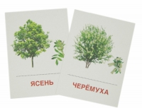 Раздаточные карточки "Деревья и кустарники" - «globural.ru» - Иркутск