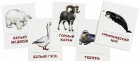 Раздаточные карточки "Животные холодных широт" - «globural.ru» - Иркутск