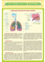 Стенд "Дыхательная система" - «globural.ru» - Иркутск