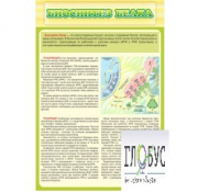 Стенд "Биосинтез белка" - «globural.ru» - Иркутск