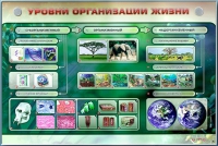 Электрифицированный стенд "Уровни организации жизни" - «globural.ru» - Иркутск