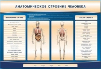Электрифицированный стенд-тренажер c макетом скелета "Анатомическое строение человека" - «globural.ru» - Иркутск