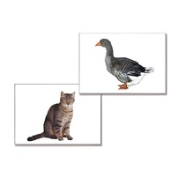 Дидактическое пособие "Домашние животные" (24 карточки, А4, ламинированное) - «globural.ru» - Иркутск