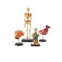 Дидактическое пособие по окружающему миру «Изучаем строение человека» (Анатомические модели) - «globural.ru» - Иркутск