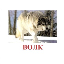 Карточки Домана "Дикие животные-1" - «globural.ru» - Иркутск