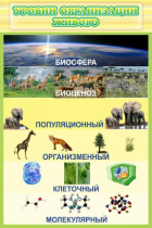 Стенд "Уровни организации живого" - «globural.ru» - Иркутск