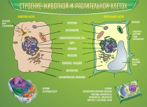 Стенд "Строение животной и растительной клеток" - «globural.ru» - Иркутск