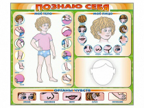 Стенд маркерный "Познаю себя" (тело, голова, органы чувств) - «globural.ru» - Иркутск