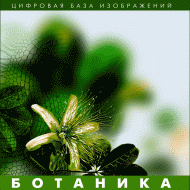 Ботаника. (Цифровая база изображений) - «globural.ru» - Иркутск