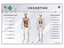 Электрифицированный стенд-тренажер "Скелетон" - «globural.ru» - Иркутск