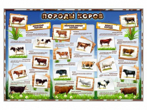 Стенд "Породы коров" - «globural.ru» - Иркутск