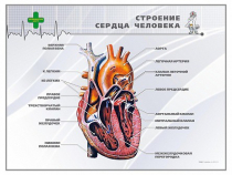 Стенд "Строение сердца человека" - «globural.ru» - Иркутск