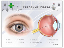 Интерактивный стенд "Строение глаза" - «globural.ru» - Иркутск