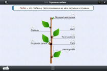 Интерактивные курсы. Биология 6 класс. Расширенный - «globural.ru» - Иркутск