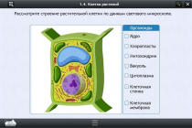 Интерактивные курсы. Биология 9 класс. Базовый - «globural.ru» - Иркутск