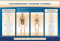 Электрифицированный стенд-тренажер c макетом скелета "Анатомическое строение человека" - «globural.ru» - Иркутск