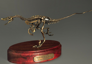 Модель скелета динозавра Velociraptor - «globural.ru» - Иркутск