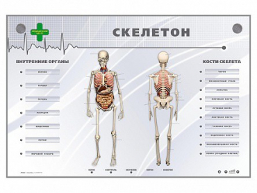 Электрифицированный стенд-тренажер "Скелетон" - «globural.ru» - Иркутск