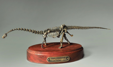 Модель скелета динозавра Diplodocus  (вариант 2) - «globural.ru» - Иркутск