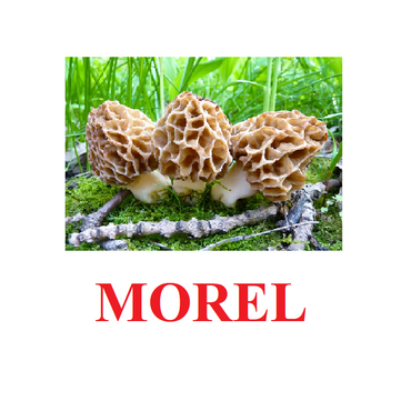 "Mushrooms" ("Грибы") английские карточки Домана - «globural.ru» - Иркутск
