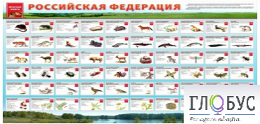 Стенд "Красная книга РФ" - «globural.ru» - Иркутск