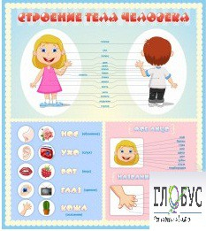 Стенд "Строение человека" для детей - «globural.ru» - Иркутск
