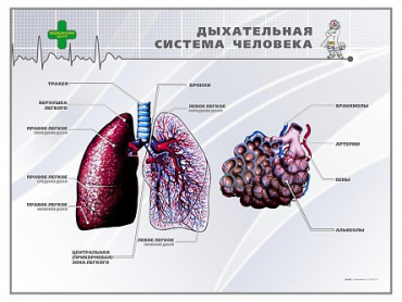 Стенд "Дыхательная система человека" - «globural.ru» - Иркутск