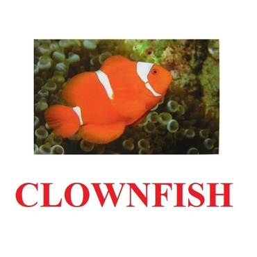 "Fish" ("Рыбы") английские карточки Домана - «globural.ru» - Иркутск