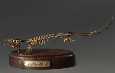 Модель скелета мозазавра Mosasaurus - «globural.ru» - Иркутск